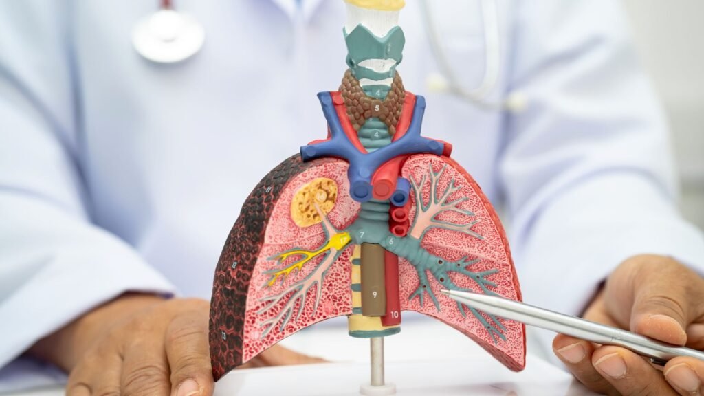 doctor explaning lung anatomy